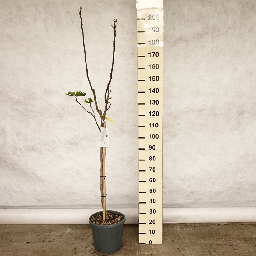 Fig Tree Rouge de Bordeaux - Ficus carica 7.5L/10L pot, Half standardShipped height around 125/+cm sample as delivered in spring