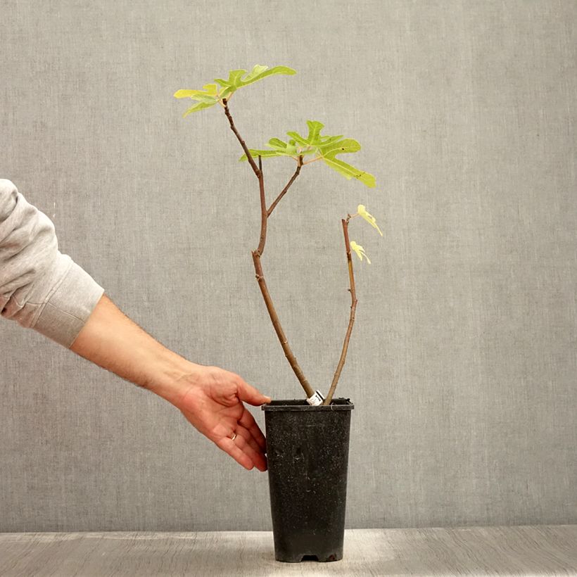 Fig Tree Rouge de Bordeaux - Ficus carica 2L/3L pot, Bush sample as delivered in autumn
