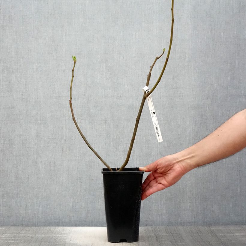 Fig Tree Rouge de Bordeaux - Ficus carica 2L/3L pot, BushShipped height around 30/40cm sample as delivered in spring