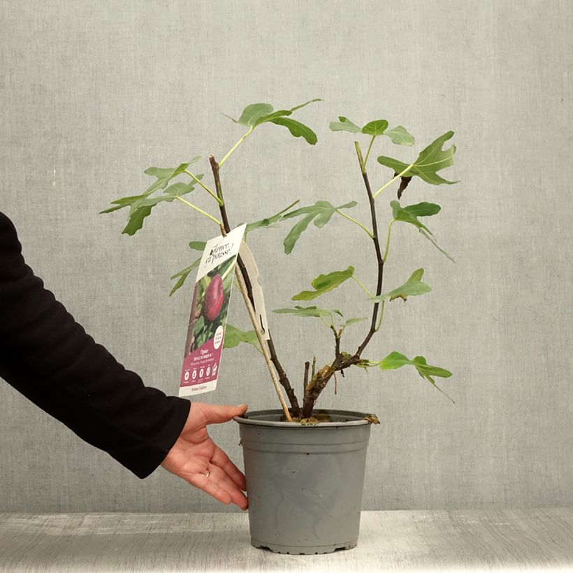 Fig Tree Rouge de Bordeaux - Ficus carica 4L/5L pot, Bush sample as delivered in autumn