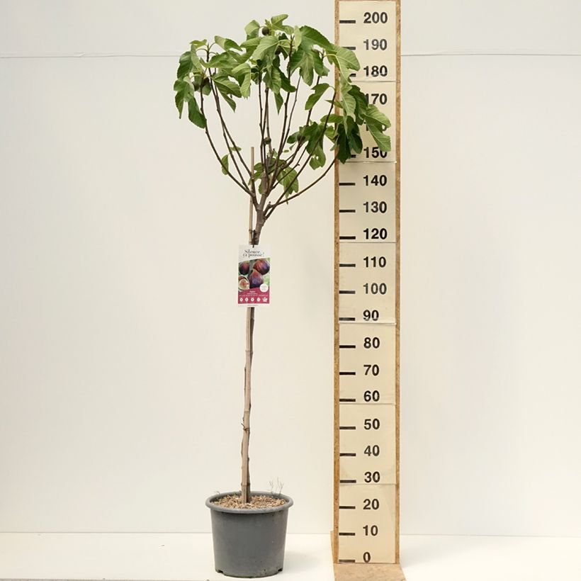 Ficus carica Rouge de juillet 7.5L/10L pot, GobletShipped height around 125/150cm sample as delivered in spring