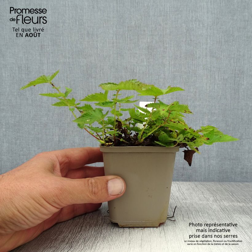 Filipendula Kahome, Reine des prés Godet de 8/9 cm sample as delivered in summer