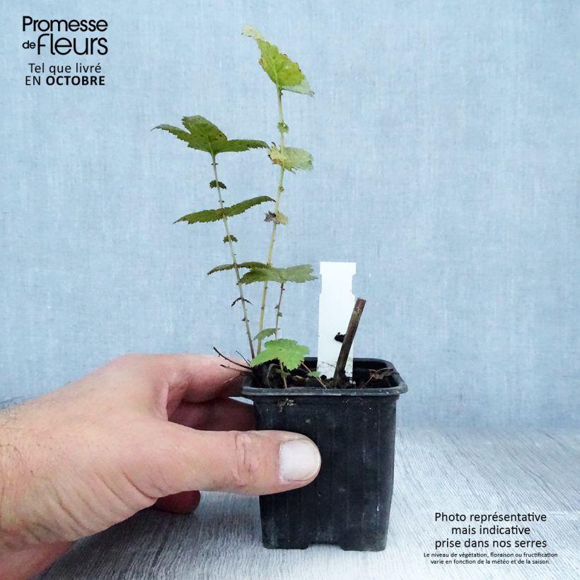 Filipendula ulmaria Plena 8/9 cm pot sample as delivered in autumn