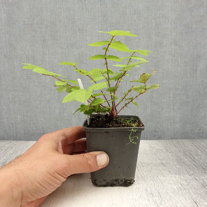 Filipendula ulmaria Rosea - Reine des prés Godet de 8/9 cm sample as delivered in summer