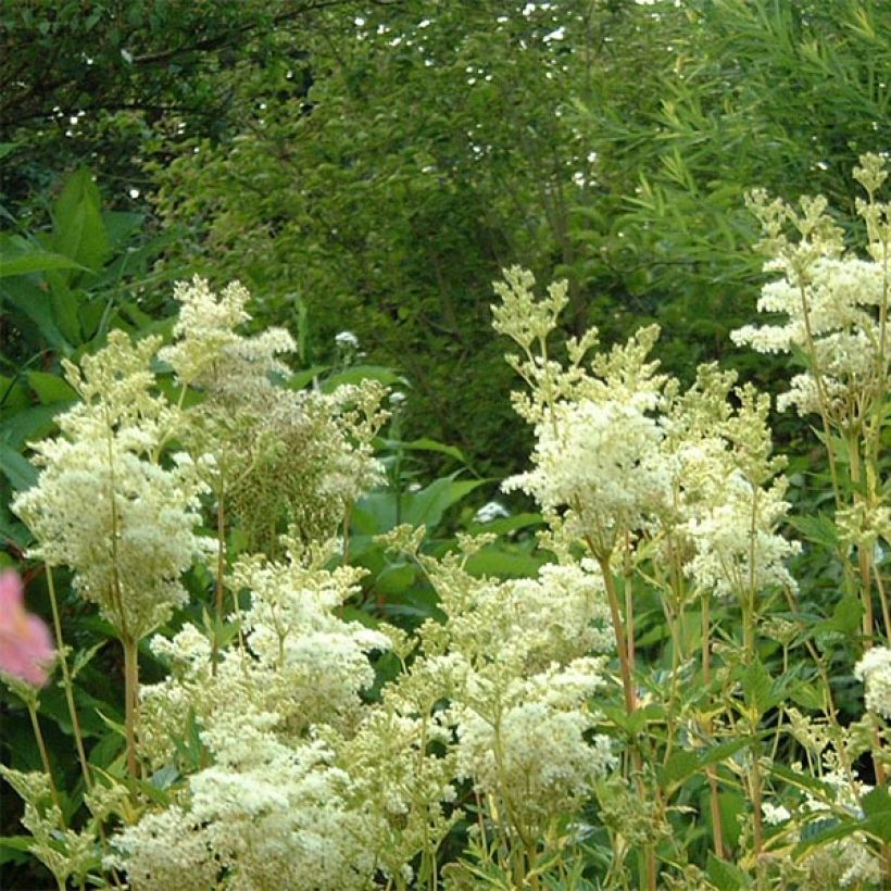 Filipendula ulmaria Variegata (Flowering)