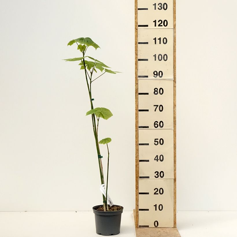 Firmiana simplex - Chinese Parasol Tree 3L/4L potShipped height around 30/40cm sample as delivered in spring