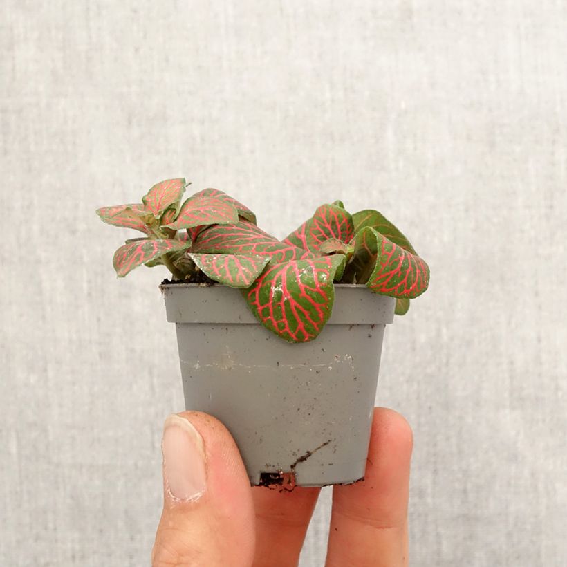 Fittonia albivenis Joly Josan Red - Nerve plant Mini-plante sample as delivered in spring