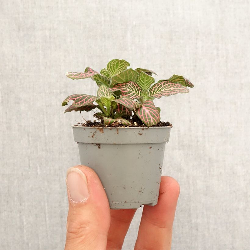 Fittonia albivenis Pink Special - Nerve plant Mini-plante sample as delivered in spring