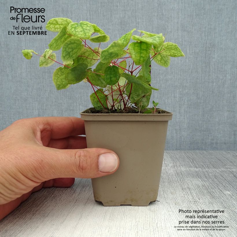 Epimedium grandiflorum Akebono - Fairy Wings 8/9 cm pot sample as delivered in summer