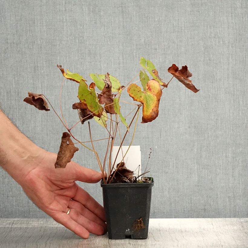 Epimedium pubigerum Orangekönigin - Barrenwort 8/9 cm pot sample as delivered in autumn