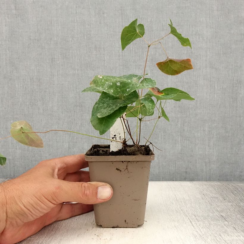 Epimedium grandiflorum Cupreum - Fairy Wings 8/9 cm pot sample as delivered in summer
