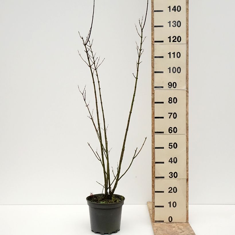 Abeliophyllum distichum - White Forsythia 7.5L/10L potShipped height around 50/60cm sample as delivered in winter