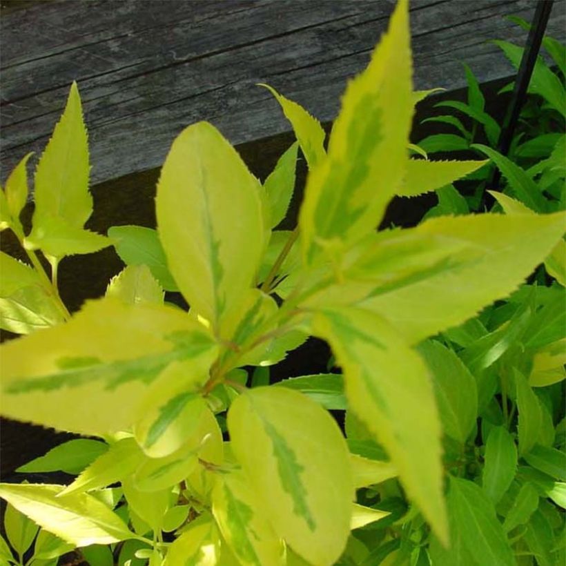 Forsythia intermedia Minigold (Foliage)