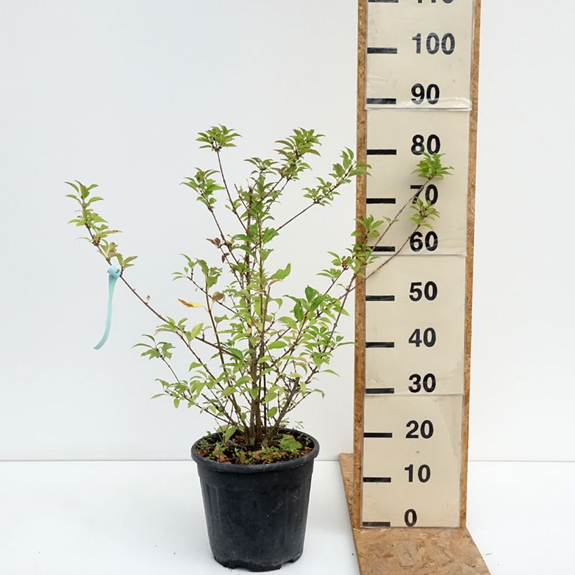 Forsythia intermedia Week-End 7.5L/10L pot sample as delivered in summer