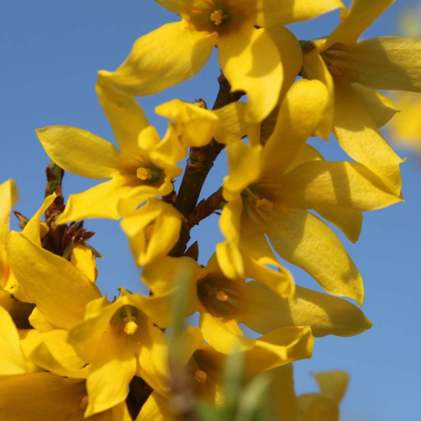 Forsythia intermedia Marée dOr (Flowering)