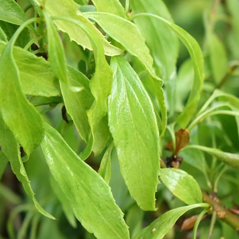 Forsythia intermedia Marée dOr (Foliage)