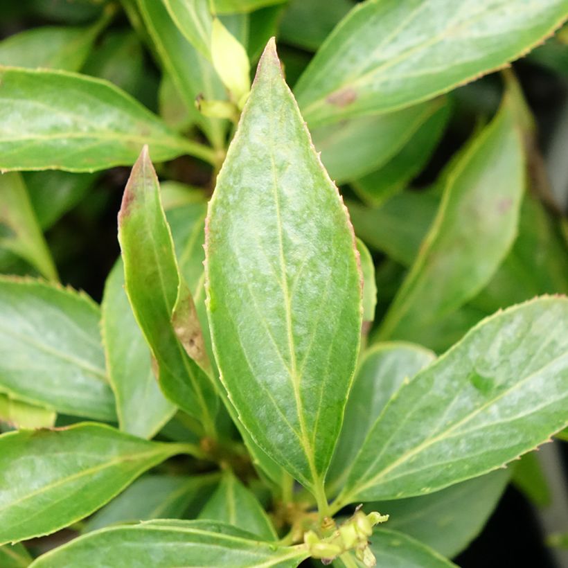 Forsythia intermedia Nimbus (Foliage)