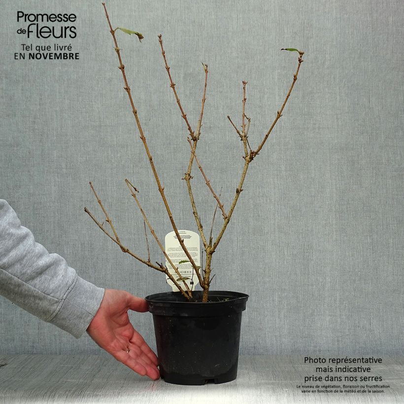 Forsythia x intermedia Gold Rausch - Mimosa de Paris Pot de 2L/3L sample as delivered in autumn