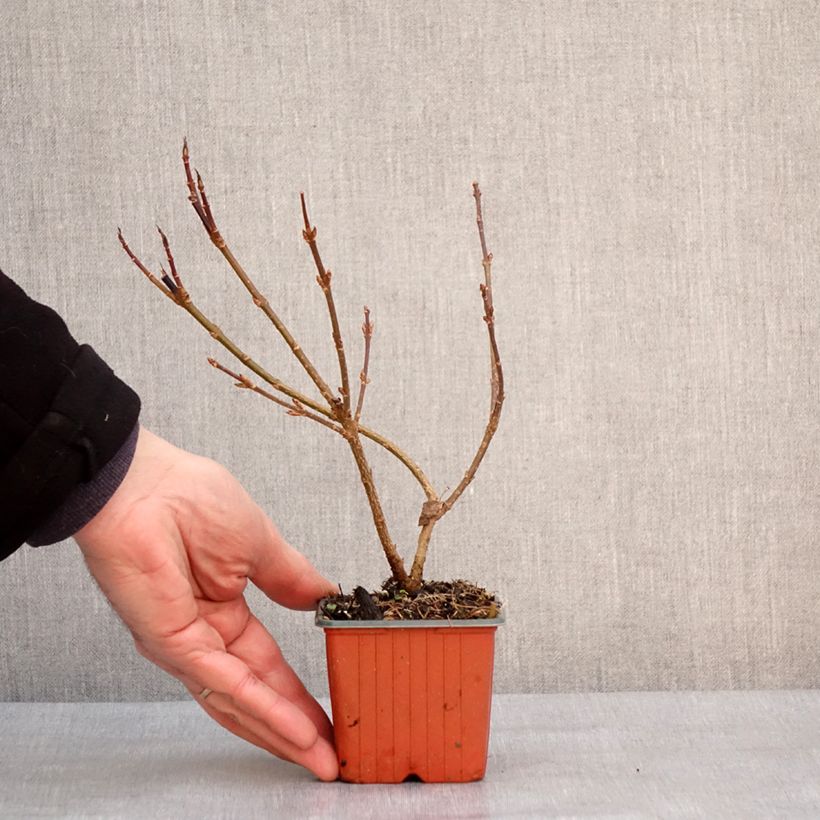 Forsythia intermedia Goldzauber 8/9 cm pot sample as delivered in winter