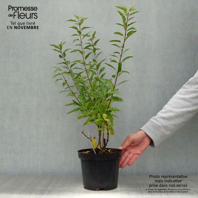 Forsythia (x) intermedia Minigold - Mimosa de Paris Pot de 2L/3L sample as delivered in autumn