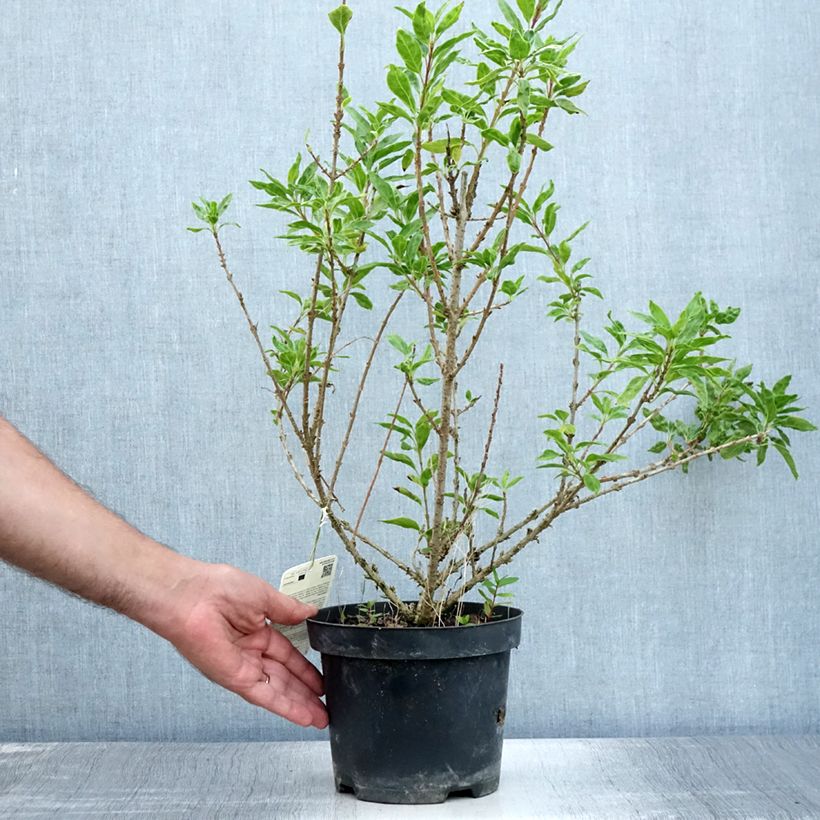 Forsythia intermedia Minigold 2L/3L potShipped height around 40/50cm sample as delivered in summer
