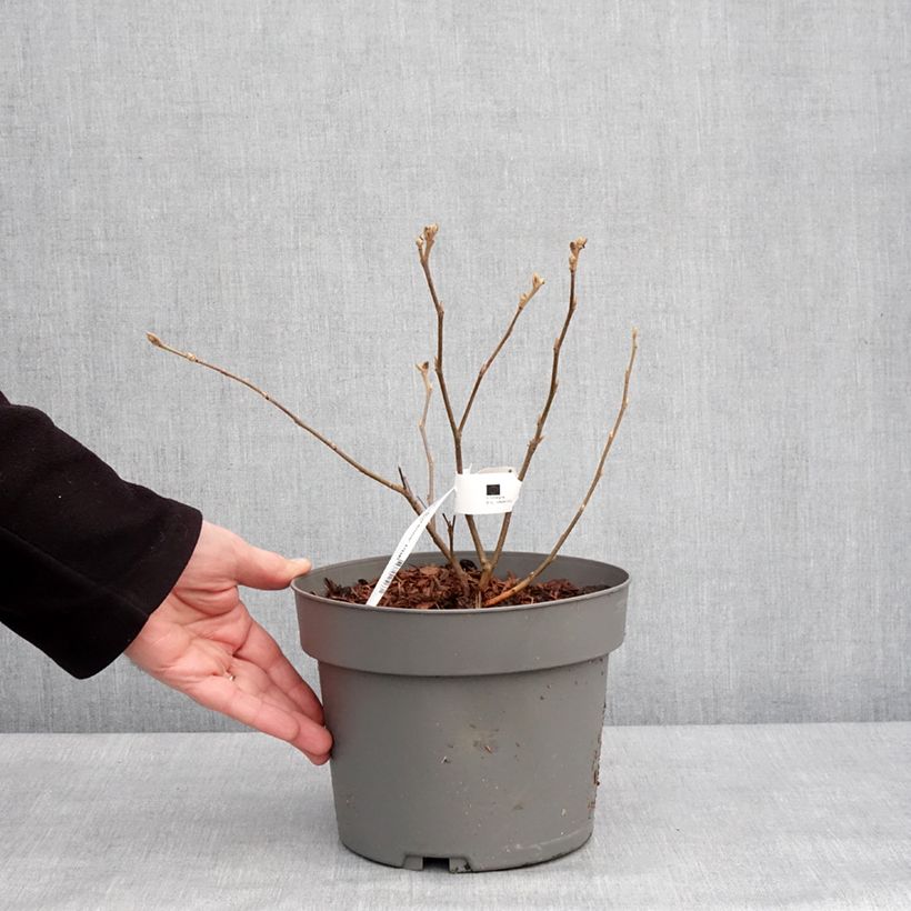 Fothergilla gardenii Suzanne - Pot de 4L/5L sample as delivered in winter