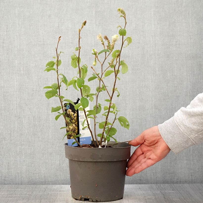 Fothergilla gardenii Suzanne sample as delivered in spring