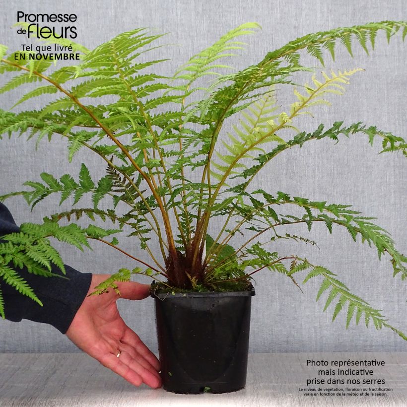 Fougère arborescente - Dicksonia antarctica - Pot de 2L/3L sample as delivered in autumn