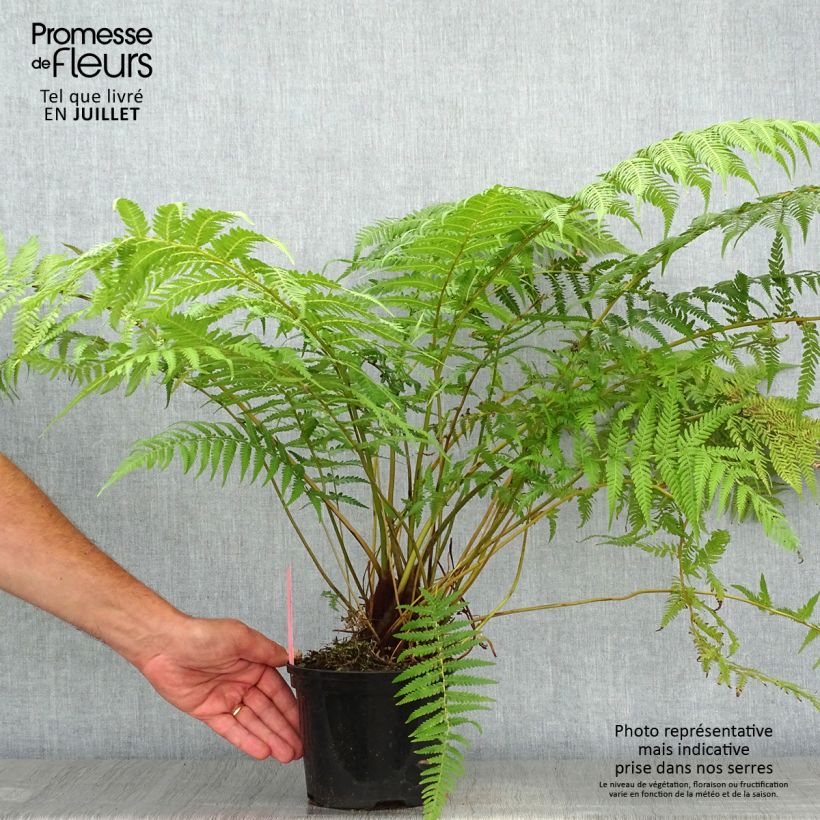 Dicksonia antarctica - Tree Fern 2L/3L pot sample as delivered in summer