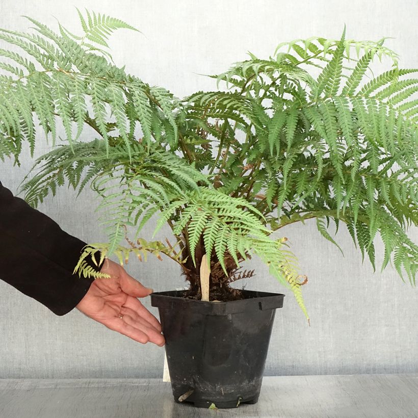 Fougère arborescente - Dicksonia fibrosa Pot de 3L/4L sample as delivered in autumn