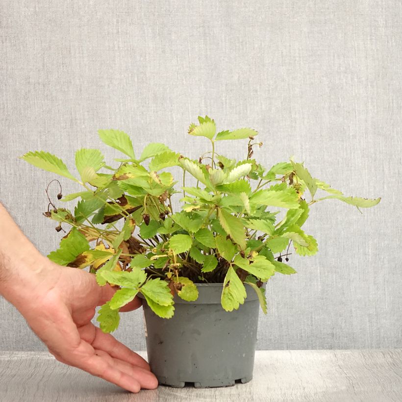 Wild Strawberry Yellow Wonder - Fragaria vesca 1.5L/2L pot sample as delivered in summer