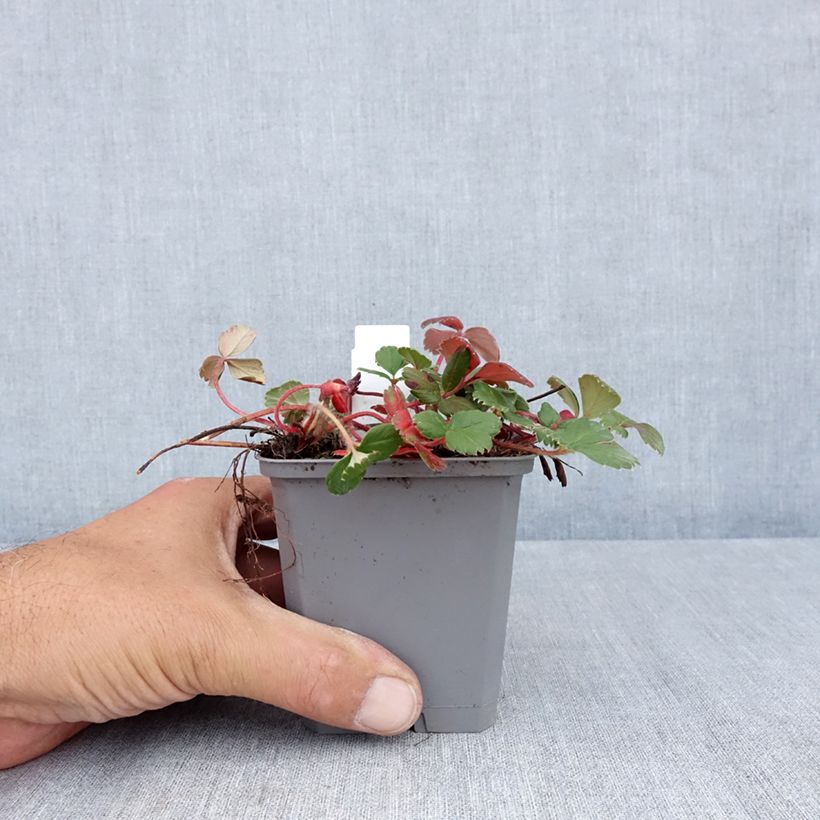 Fragaria chiloensis 8/9 cm pot sample as delivered in summer