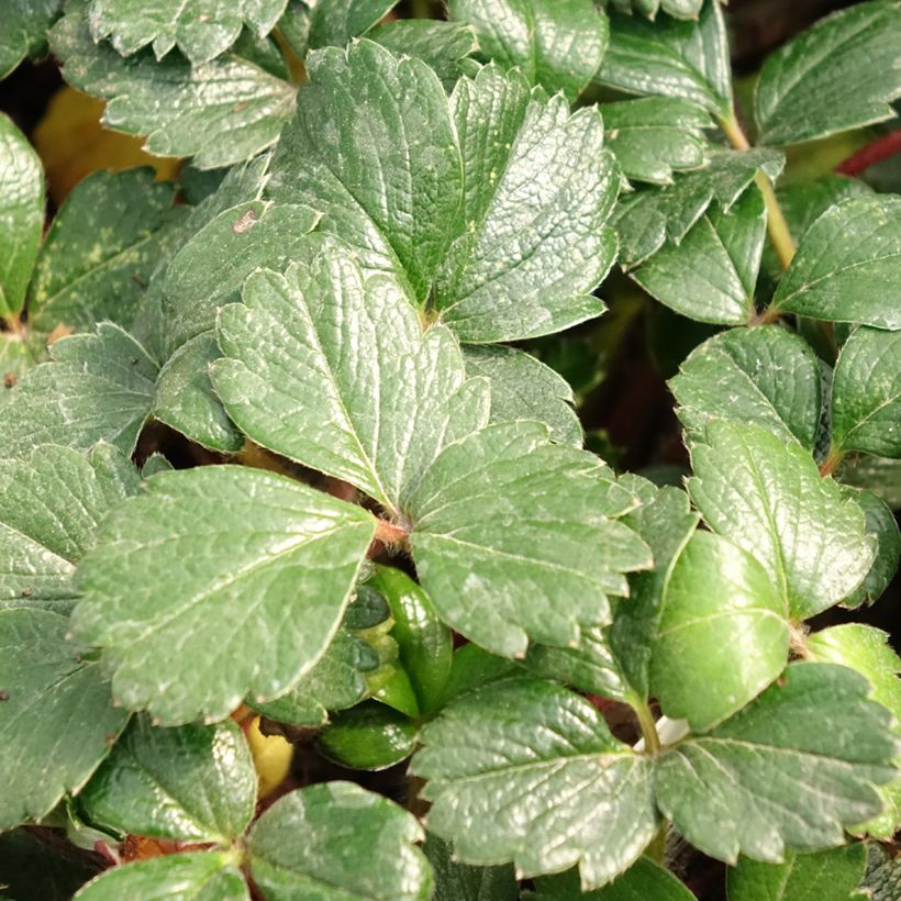 Fragaria chiloensis (Foliage)