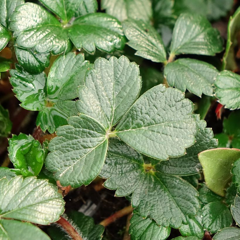 Fragaria chiloensis (Foliage)
