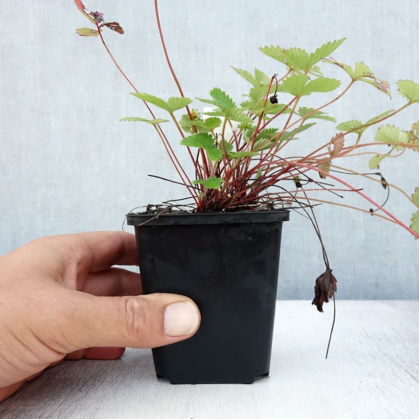 Wild strawberry - Fragaria vesca 8/9 cm pot sample as delivered in summer