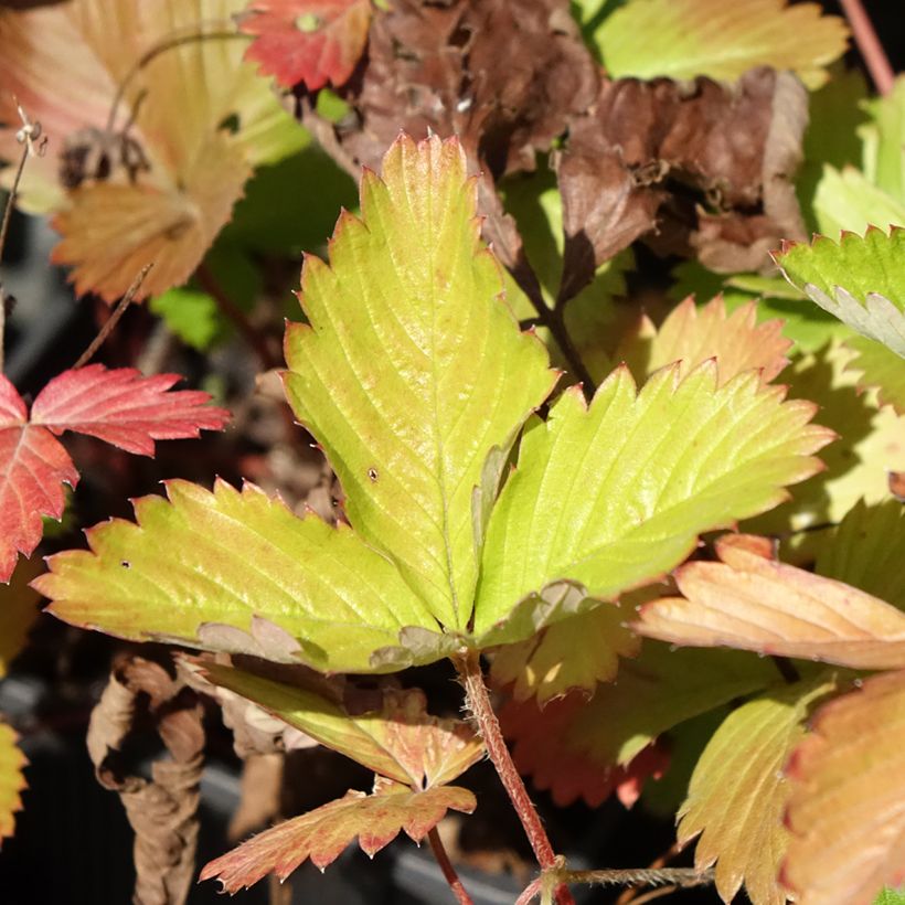 Wild Strawberry Rügen - Fragaria vesca (Foliage)