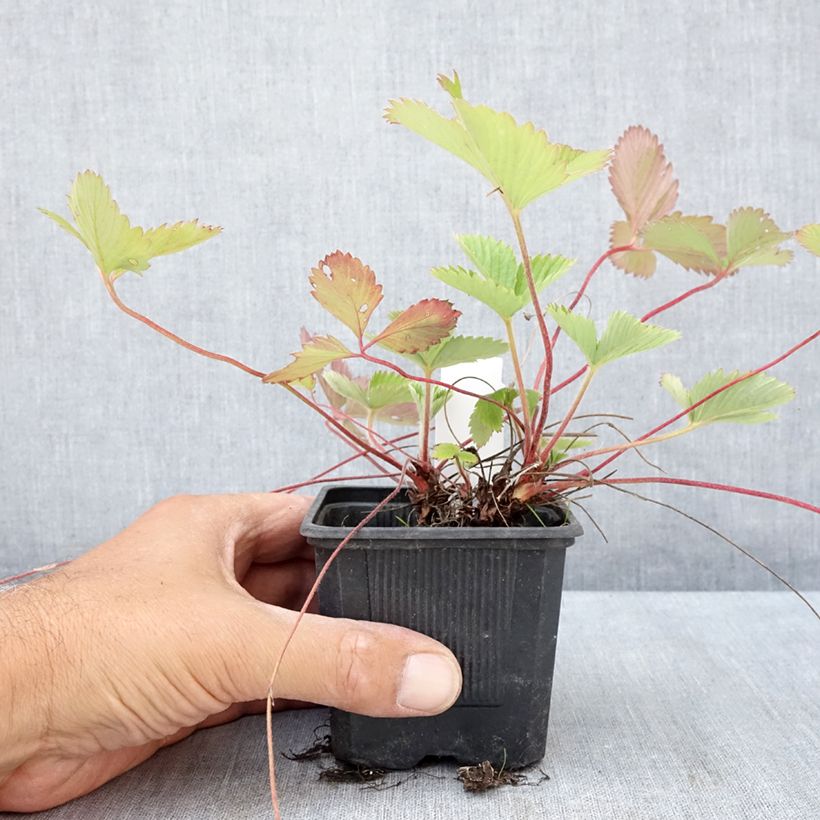 Wild Strawberry Rügen - Fragaria vesca 8/9 cm pot sample as delivered in summer