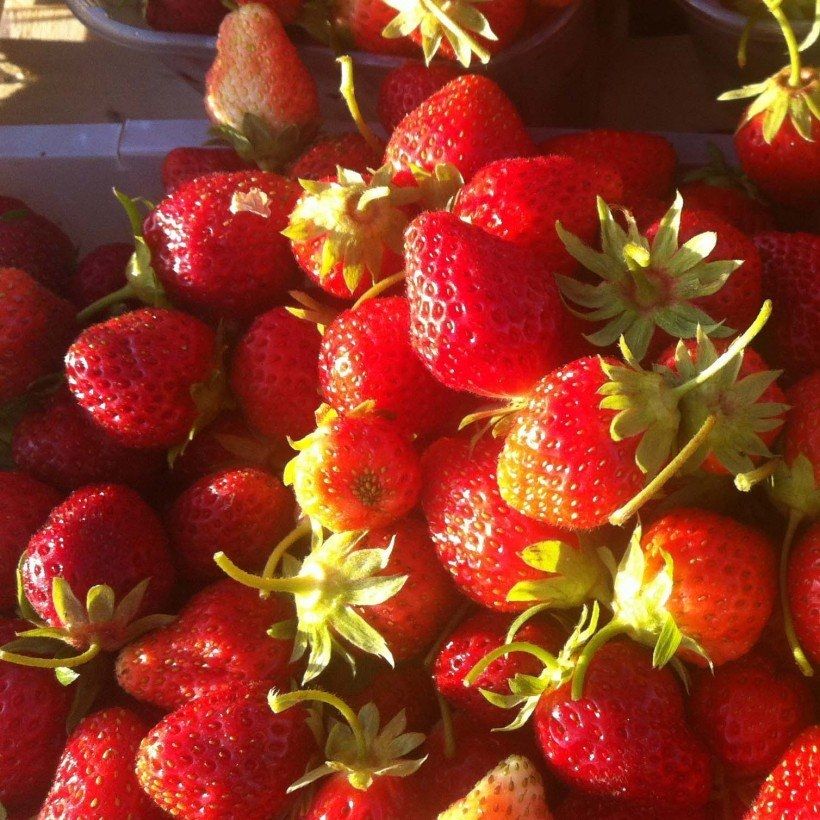 Organic Strawberry Anaïs (everbearing)  - Fragaria ananassa (Harvest)
