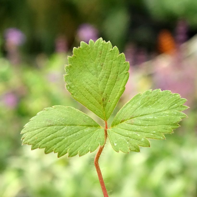 Strawberry Anaïs plants (everbearing) - Fragaria ananassa (Foliage)