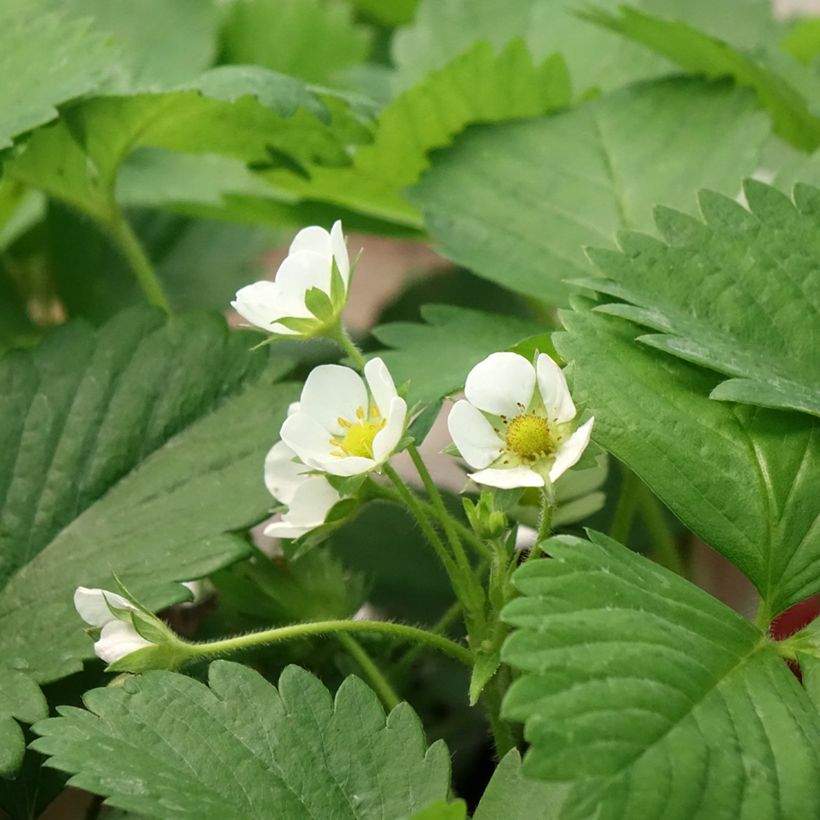 Strawberry Anaïs plants (everbearing) - Fragaria ananassa (Flowering)