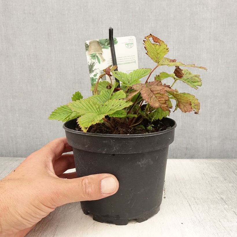 Fraisier Capron - Fragaria moschata Pot de 1,5L/2L sample as delivered in summer