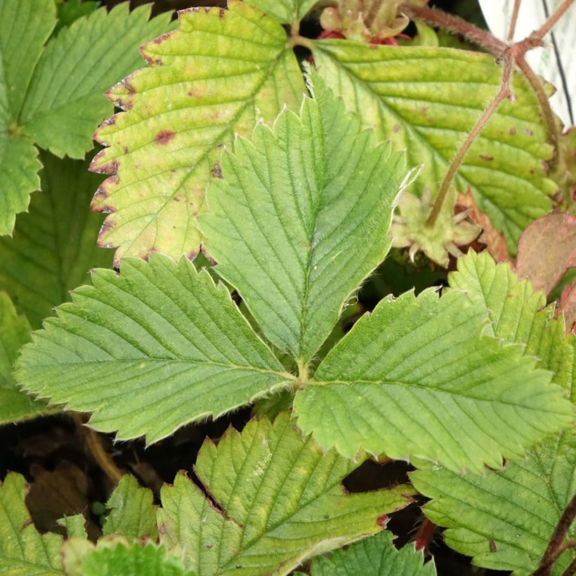 Capron Strawberry - Fragaria moschata (Foliage)