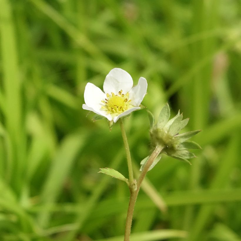 Charlotte Strawberry (everbearing) - Fragaria ananassa (Flowering)