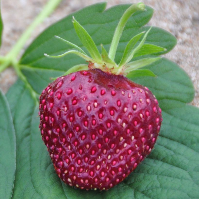 Strawberry Cherry Berry - Fragaria ananassa (Harvest)