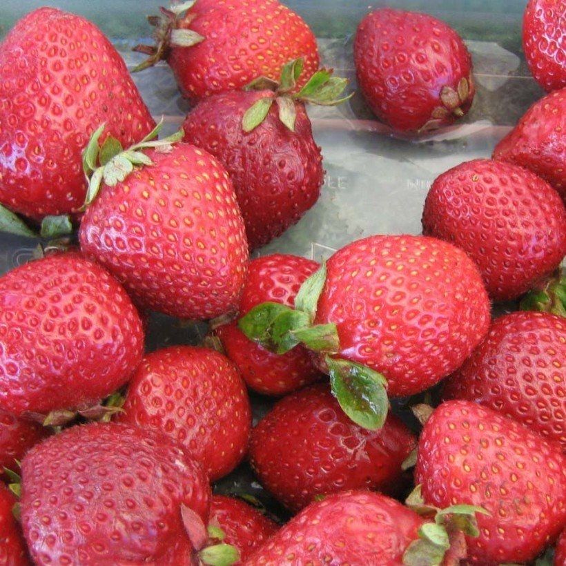 Strawberry Cijosée - Fragaria ananassa (Harvest)