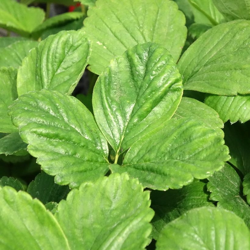 Strawberry Cijosée (everbearing) - Fragaria ananassa (Foliage)