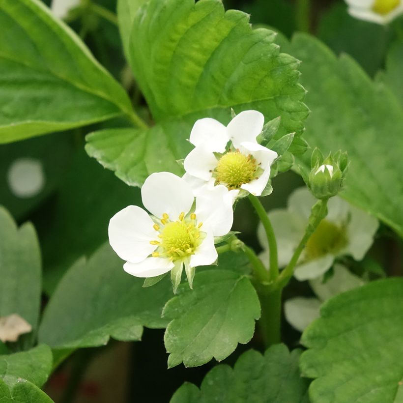 Strawberry Cijosée (everbearing) - Fragaria ananassa (Flowering)