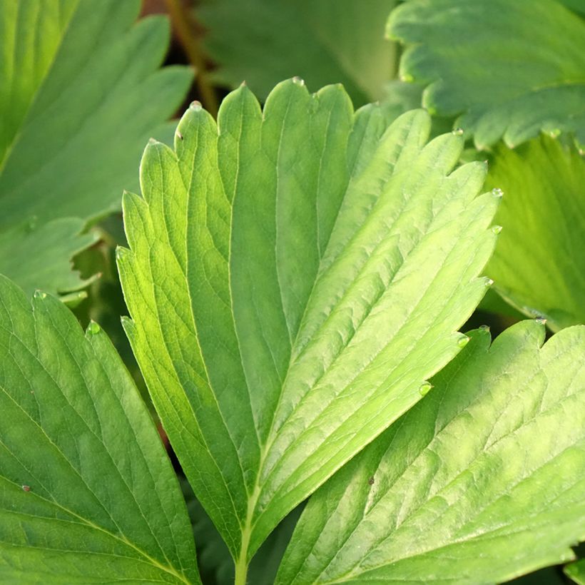 Strawberry Cirafine (everbearing) - Fragaria ananassa (Foliage)