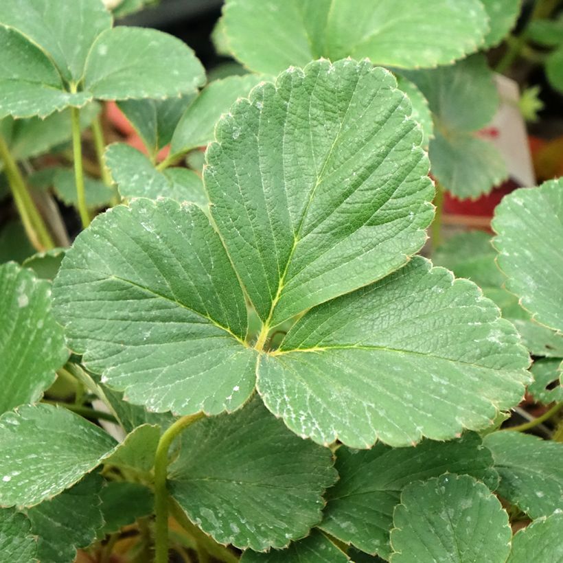 Strawberry Framberry - Fragaria ananassa (Foliage)