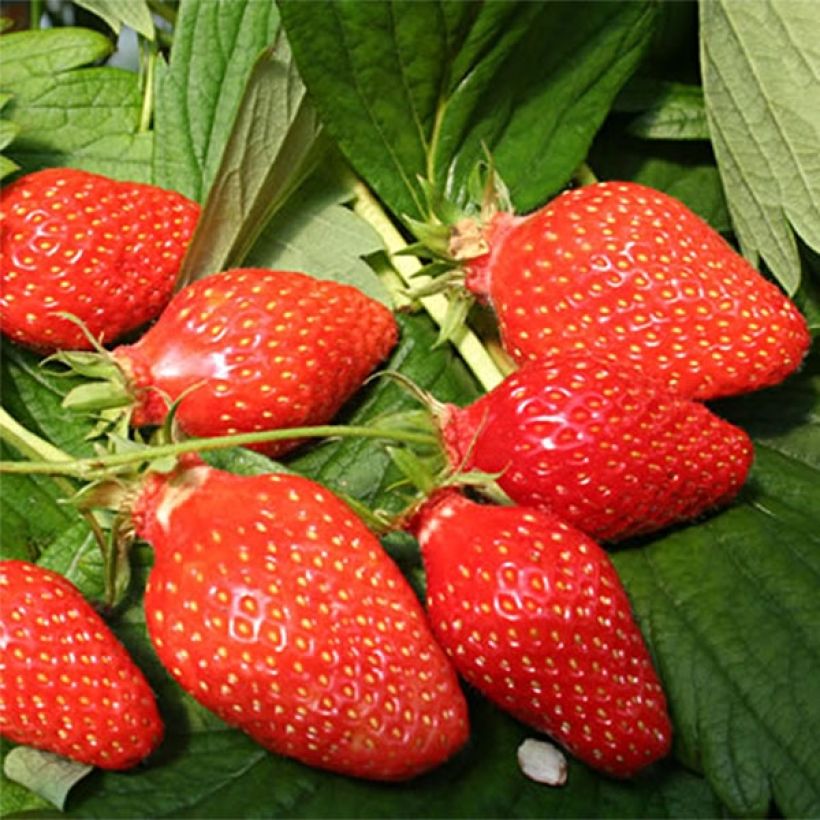 Organic Strawberry Gariguette - Fragaria ananassa (Harvest)